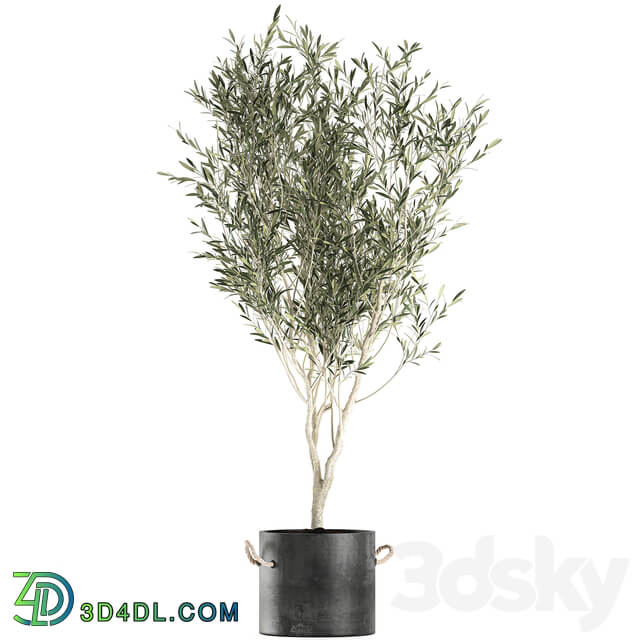 Plant Olive tree 647. Oliva indoor plant flowerpot concrete pot stylish interior tree office plant outdoor concrete pot 3D Models