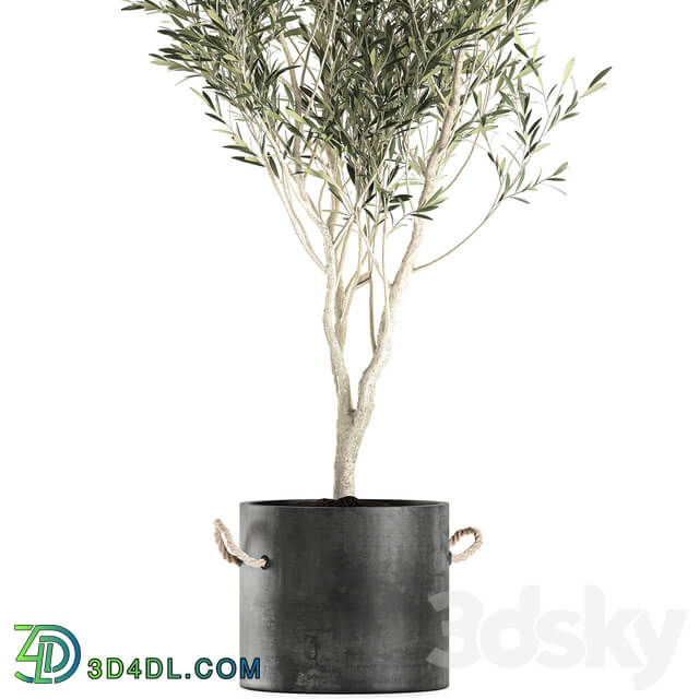 Plant Olive tree 647. Oliva indoor plant flowerpot concrete pot stylish interior tree office plant outdoor concrete pot 3D Models