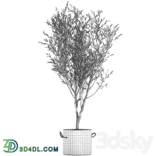 Plant Olive tree 647. Oliva indoor plant flowerpot concrete pot stylish interior tree office plant outdoor concrete pot 3D Models