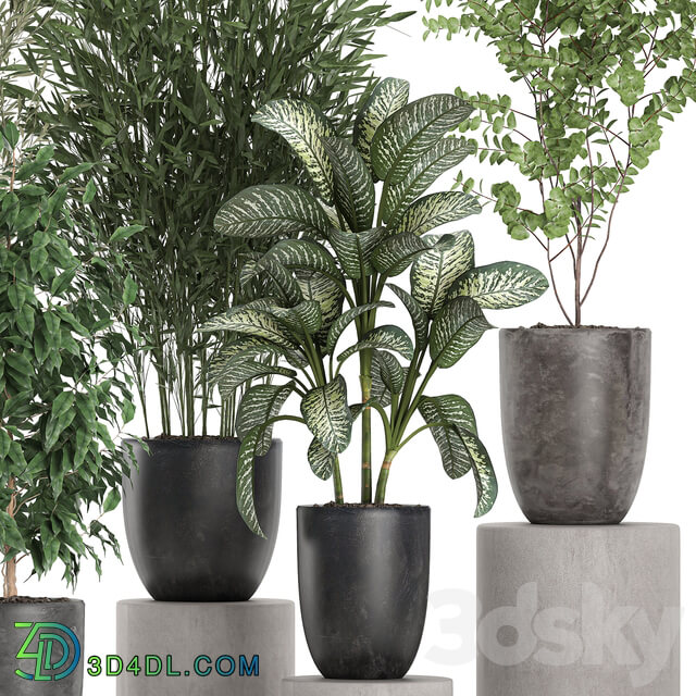 Plant collection 650. 3D Models