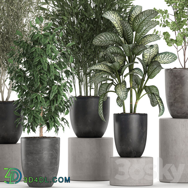 Plant collection 650. 3D Models