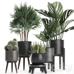 Plant collection 662. Monstera Raphis palm black flowerpot cactus Barrel cactus interior office flowers Raphis Palm stand 3D Models 