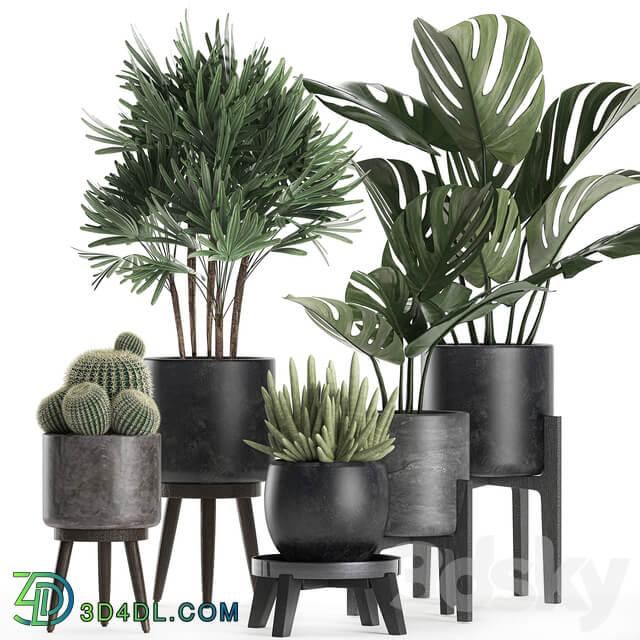 Plant collection 662. Monstera Raphis palm black flowerpot cactus Barrel cactus interior office flowers Raphis Palm stand 3D Models