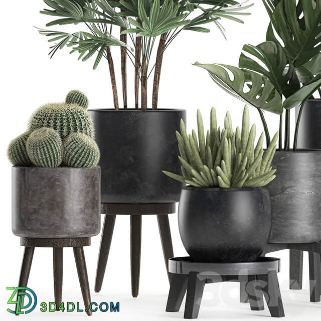 Plant collection 662. Monstera Raphis palm black flowerpot cactus Barrel cactus interior office flowers Raphis Palm stand 3D Models