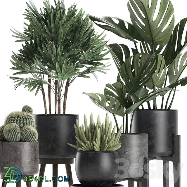 Plant collection 662. Monstera Raphis palm black flowerpot cactus Barrel cactus interior office flowers Raphis Palm stand 3D Models