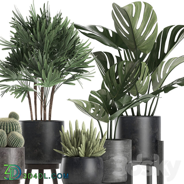 Plant collection 662. Monstera Raphis palm black flowerpot cactus Barrel cactus interior office flowers Raphis Palm stand 3D Models