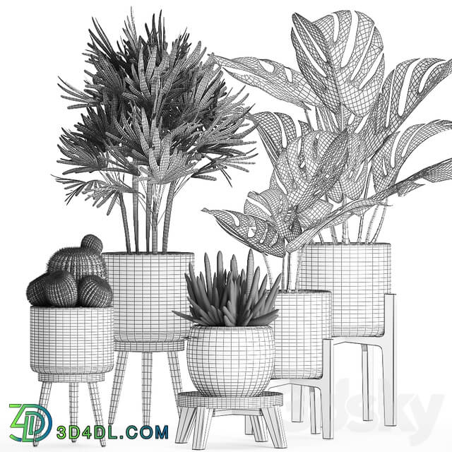 Plant collection 662. Monstera Raphis palm black flowerpot cactus Barrel cactus interior office flowers Raphis Palm stand 3D Models