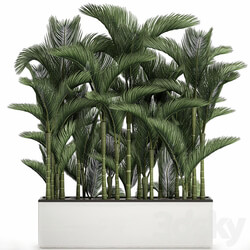 Plant collection 671. Dipsis thickets white flowerpot indoor plants palm tree jungle Scandinavian style 3D Models 