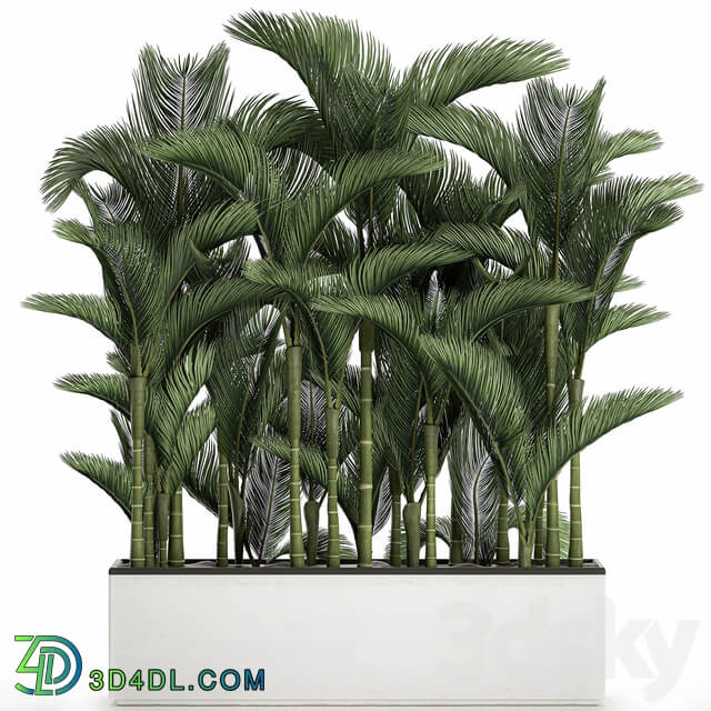 Plant collection 671. Dipsis thickets white flowerpot indoor plants palm tree jungle Scandinavian style 3D Models