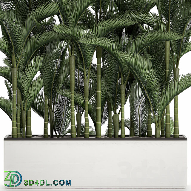 Plant collection 671. Dipsis thickets white flowerpot indoor plants palm tree jungle Scandinavian style 3D Models