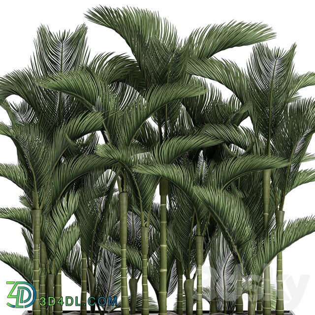 Plant collection 671. Dipsis thickets white flowerpot indoor plants palm tree jungle Scandinavian style 3D Models