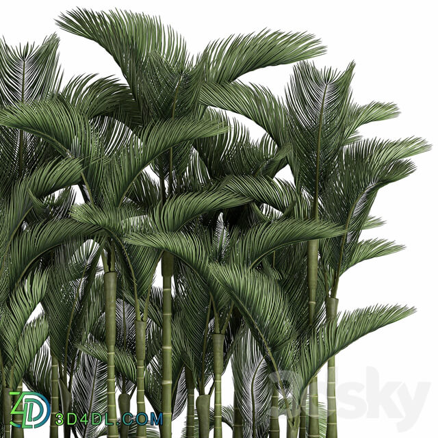 Plant collection 671. Dipsis thickets white flowerpot indoor plants palm tree jungle Scandinavian style 3D Models