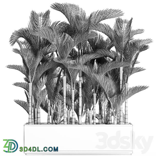 Plant collection 671. Dipsis thickets white flowerpot indoor plants palm tree jungle Scandinavian style 3D Models