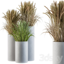 Wheat with Wild Grass in Concrete Round Pot 