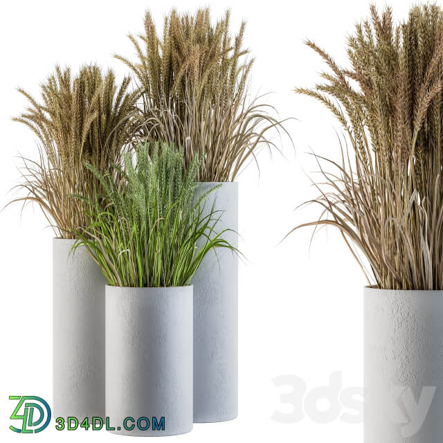 Wheat with Wild Grass in Concrete Round Pot