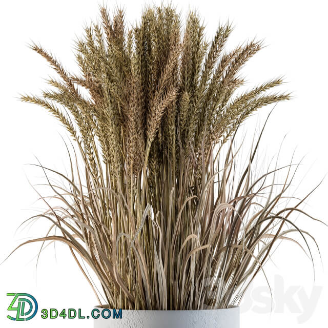 Wheat with Wild Grass in Concrete Round Pot