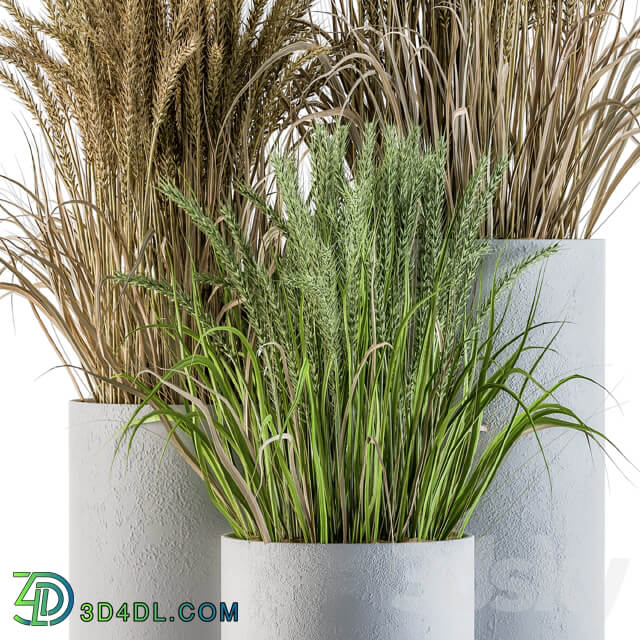 Wheat with Wild Grass in Concrete Round Pot