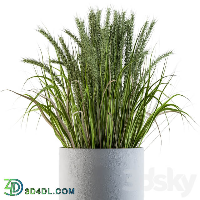 Wheat with Wild Grass in Concrete Round Pot