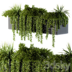 ivy plants in box Outdoor Set 62 