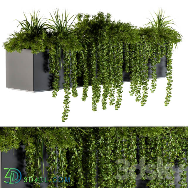 ivy plants in box Outdoor Set 62