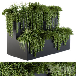 ivy plants in box Set 61 