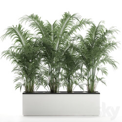 Plant decorative palm 691. thickets palm tree outdoor flowerpot white pot howea bushes thickets Howea forsteriana 3D Models 
