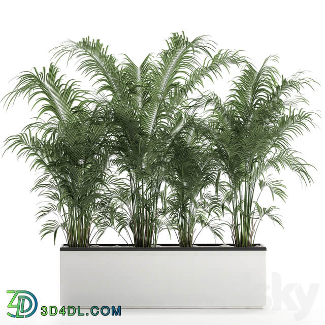 Plant decorative palm 691. thickets palm tree outdoor flowerpot white pot howea bushes thickets Howea forsteriana 3D Models