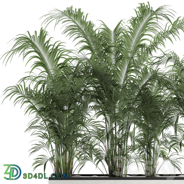 Plant decorative palm 691. thickets palm tree outdoor flowerpot white pot howea bushes thickets Howea forsteriana 3D Models