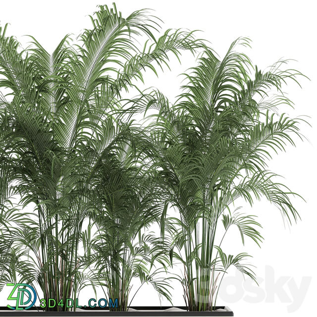 Plant decorative palm 691. thickets palm tree outdoor flowerpot white pot howea bushes thickets Howea forsteriana 3D Models