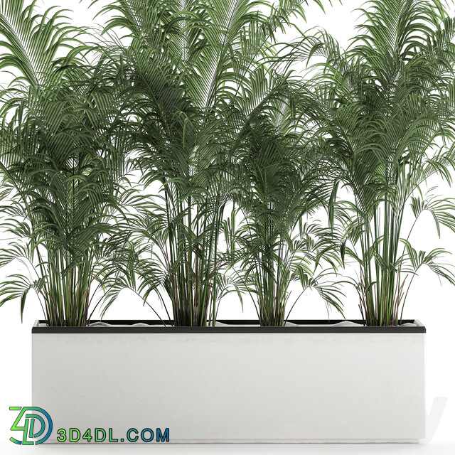 Plant decorative palm 691. thickets palm tree outdoor flowerpot white pot howea bushes thickets Howea forsteriana 3D Models