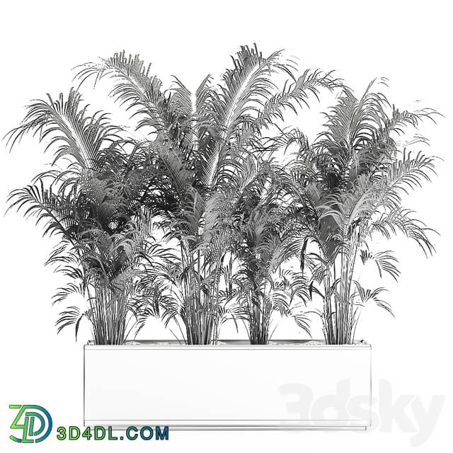 Plant decorative palm 691. thickets palm tree outdoor flowerpot white pot howea bushes thickets Howea forsteriana 3D Models