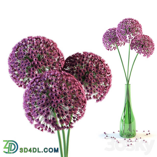 Allium flowers in vase