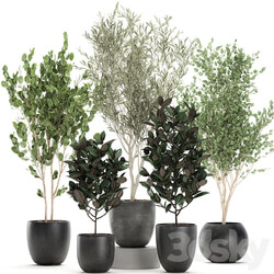 Plant collection 701. Olive flowerpot ficus tree pot ficus abidjan set decorative 3D Models 