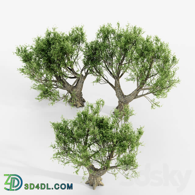 African Olive tree