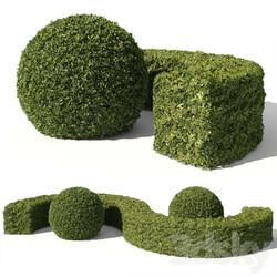 Buxus Sempervirens 01 