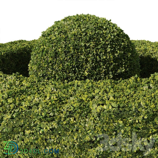 Buxus Sempervirens 01