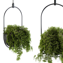 Hanging box plant Set 83 