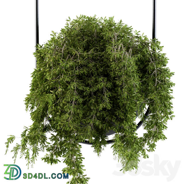 Hanging box plant Set 83