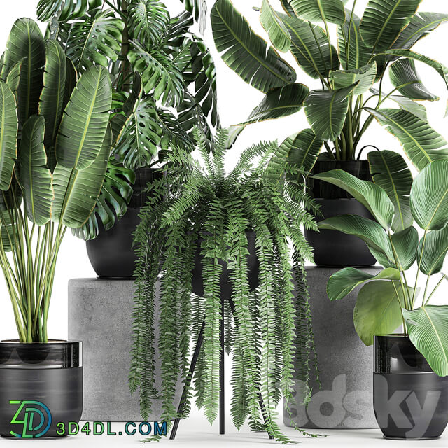 Plant collection 710. Monstera banana palm tree strelitzia fern calathea pot flowerpot loft luxury decor plants 3D Models