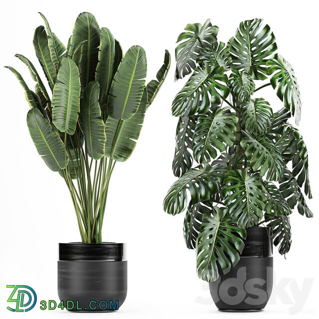 Plant collection 710. Monstera banana palm tree strelitzia fern calathea pot flowerpot loft luxury decor plants 3D Models