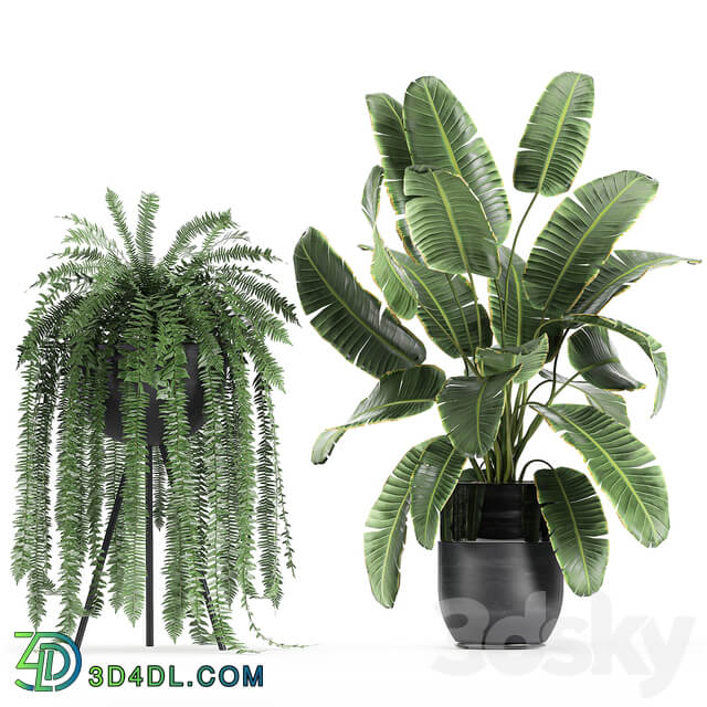 Plant collection 710. Monstera banana palm tree strelitzia fern calathea pot flowerpot loft luxury decor plants 3D Models