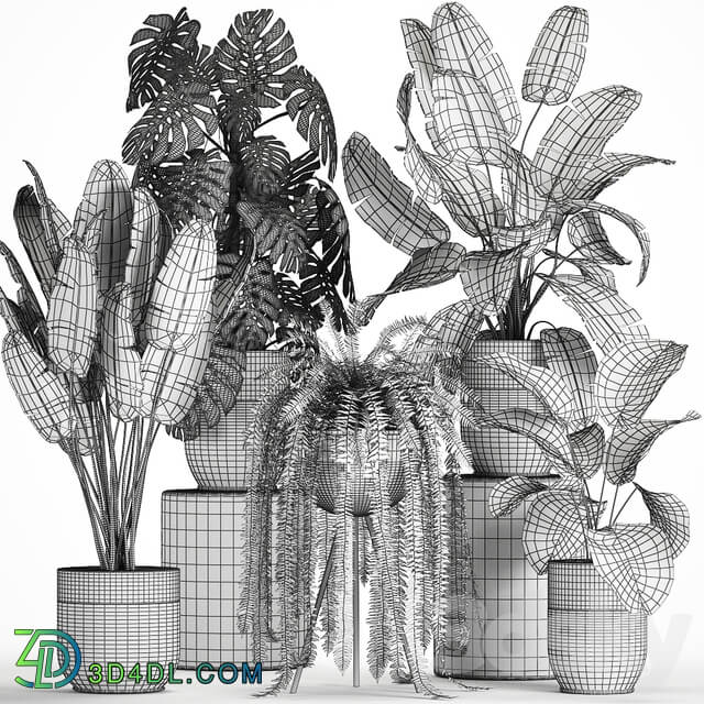 Plant collection 710. Monstera banana palm tree strelitzia fern calathea pot flowerpot loft luxury decor plants 3D Models