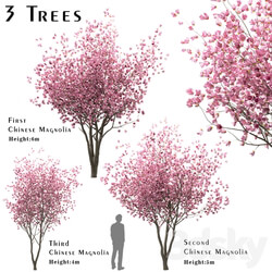 Set of Chinese Magnolia Trees Saucer Magnolia 3 Trees  