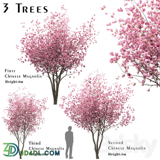 Set of Chinese Magnolia Trees Saucer Magnolia 3 Trees 