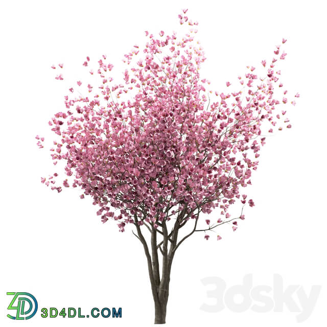 Set of Chinese Magnolia Trees Saucer Magnolia 3 Trees 