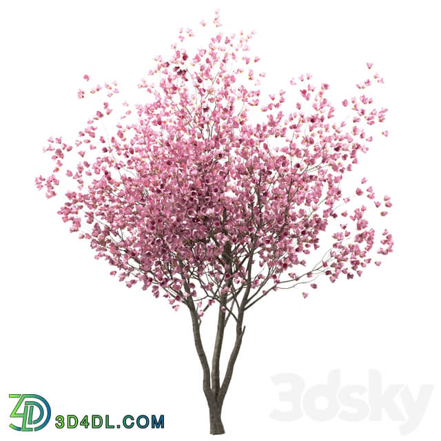 Set of Chinese Magnolia Trees Saucer Magnolia 3 Trees 