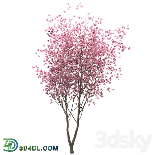 Set of Chinese Magnolia Trees Saucer Magnolia 3 Trees 