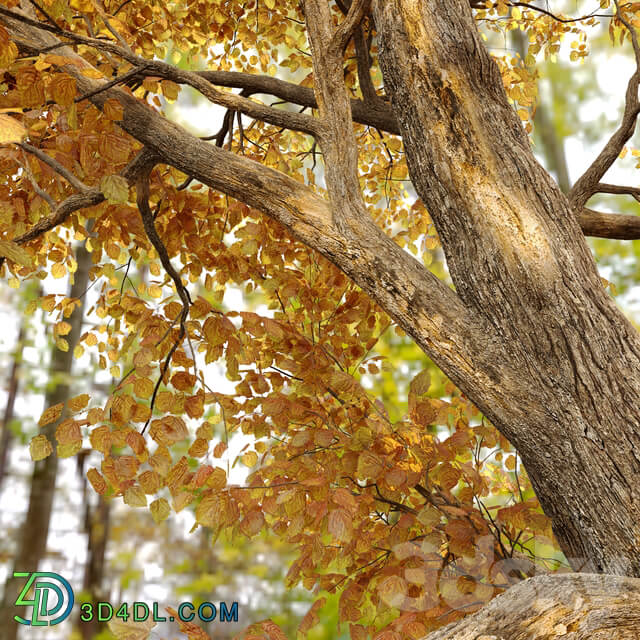 Alnus glutinosa black alder 