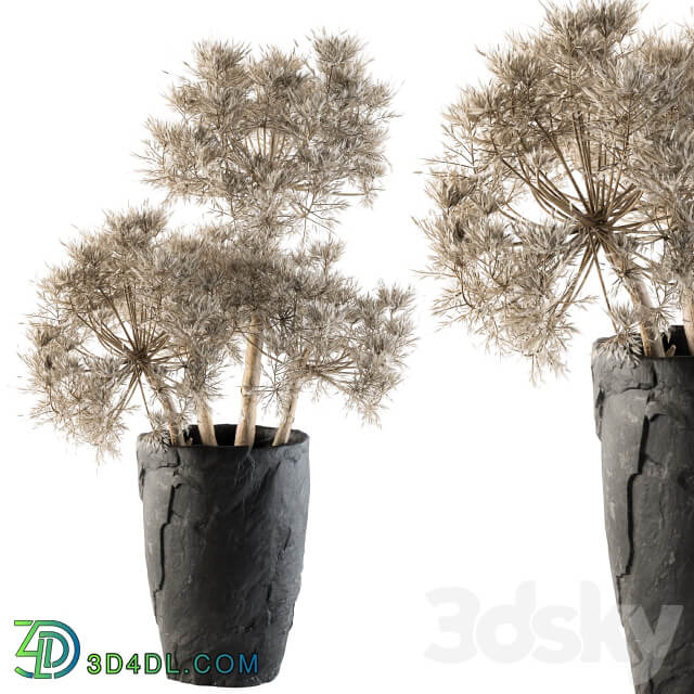 Dry plants 32 Dried Plant