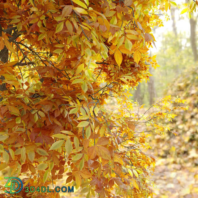 Autumn carya glabra pignut hickory 